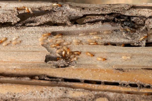 Pest Control for Restaurants in Lazy Mountain, AK